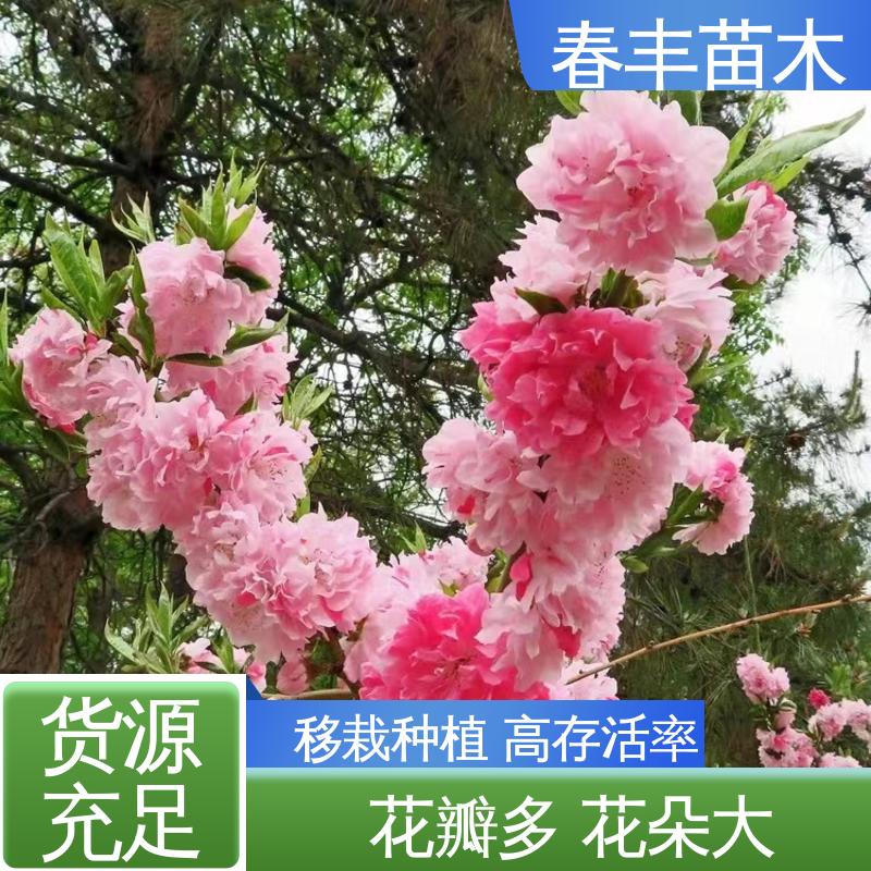 春丰苗木 基地供应 帚形桃 8-10公分 移栽种植 高存活率