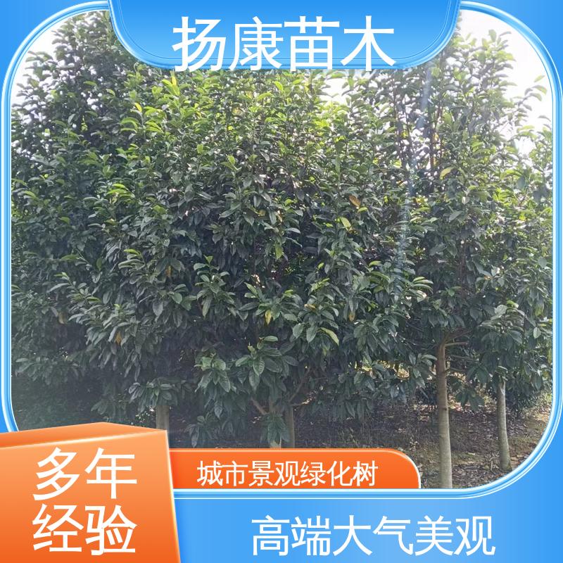 扬康苗木 基地供应 乐 昌含笑 园林景区栽植 高成活率 规格齐全