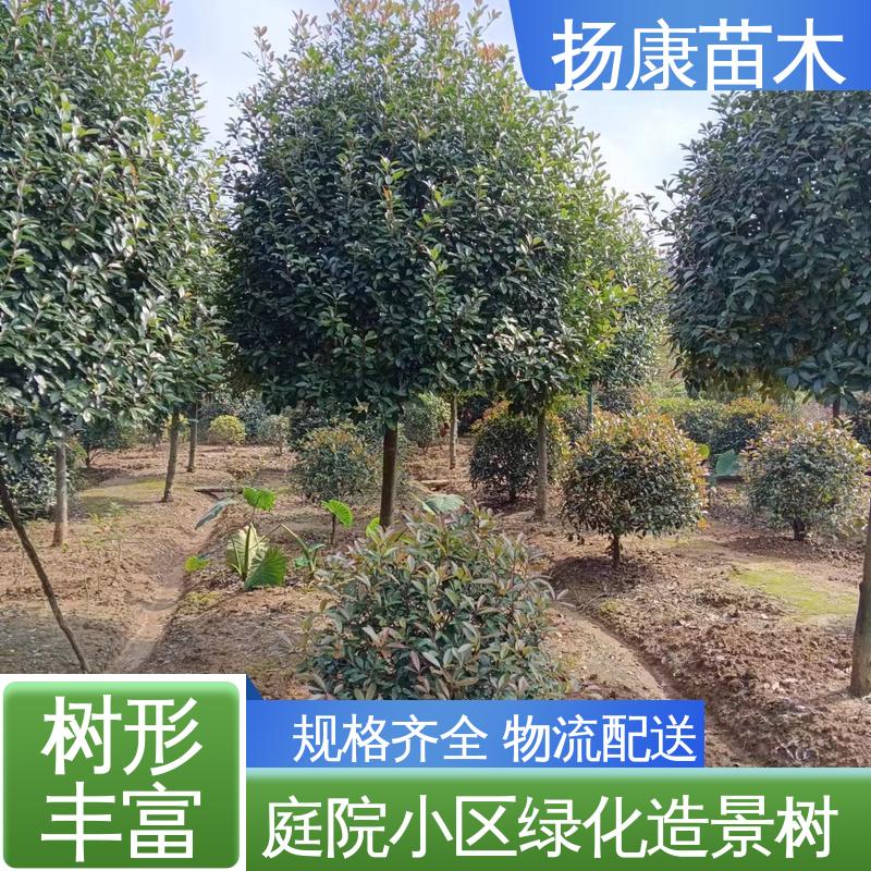 扬康苗木 红叶石楠球 绿化工程专用苗 适用性强 规格齐全