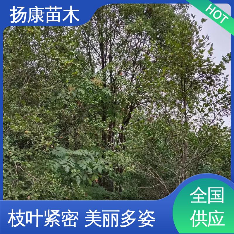 扬康苗木 基地供应 湖 南香樟 绿化工程专用苗 适用性强 规格齐全