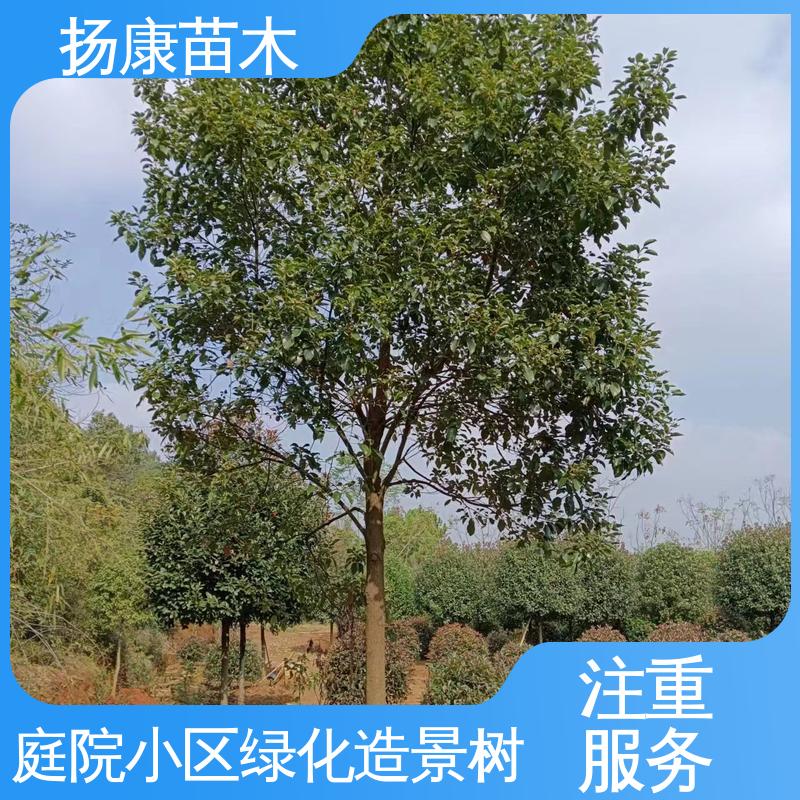 扬康苗木 乐 昌含笑 园林绿化专用树 适用性强 规格齐全