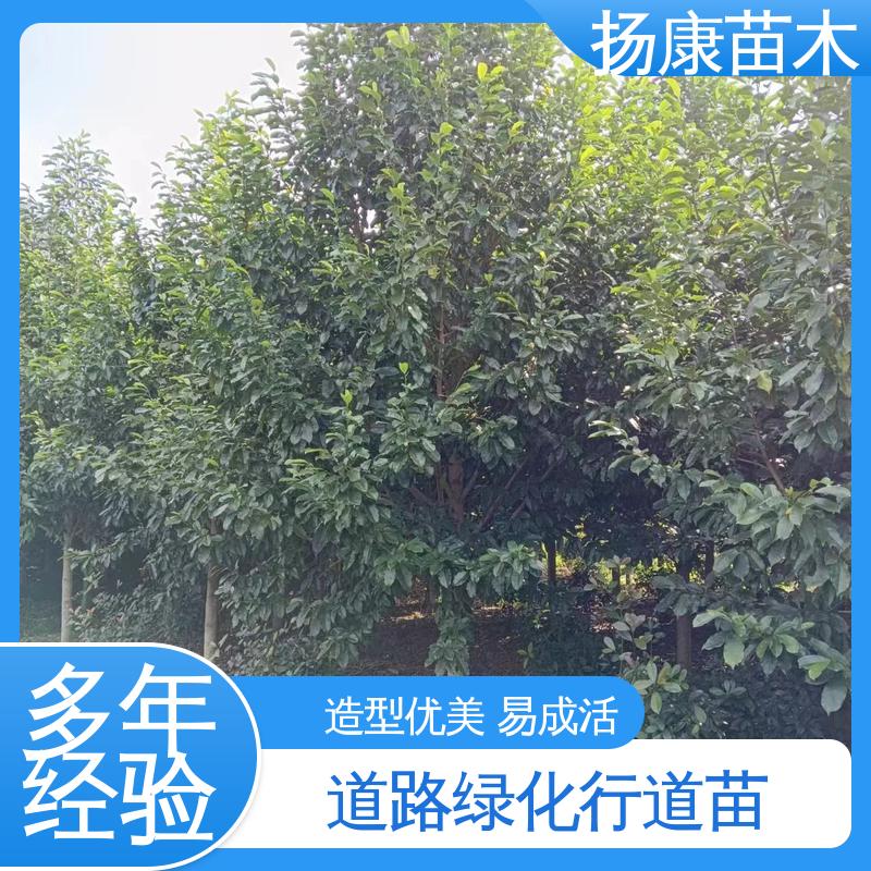 扬康苗木 18公分乐 昌含笑 绿化工程行道树 枝叶紧密 美丽多姿