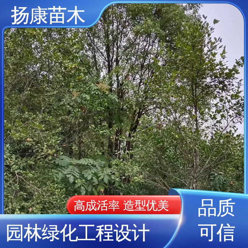 扬康苗木 18公分香樟 庭院小区绿化造景树 树形丰富 成活率高