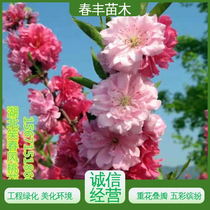 春丰苗木 基地现挖 簪粉碧桃6-8公分 成活率高 适应性强