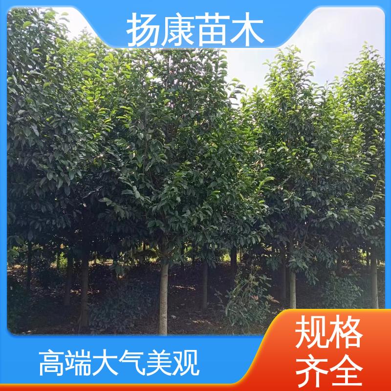 扬康苗木 基地供应 精品乐 昌含笑 园林景区栽植 观赏价值高