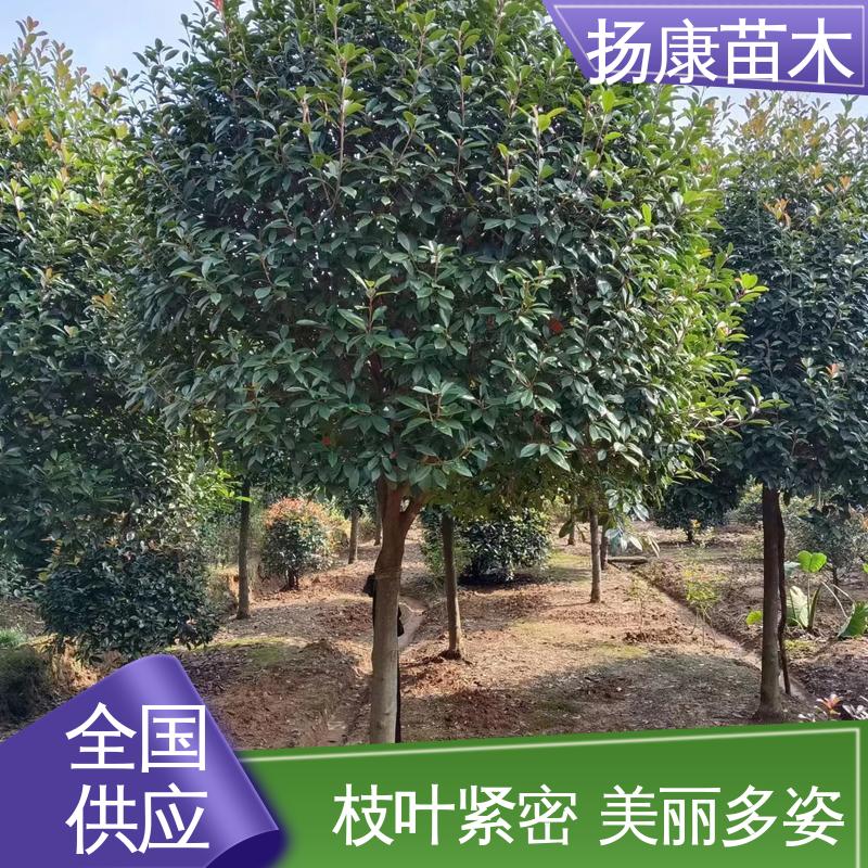 扬康苗木 基地供应 红叶石楠球 绿化工程行道树 精致美丽 易成活