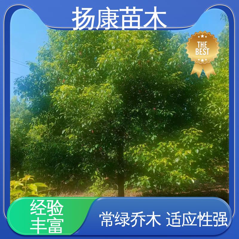 扬康苗木 移植香樟 庭院小区绿化造景树 枝叶紧密 美丽多姿