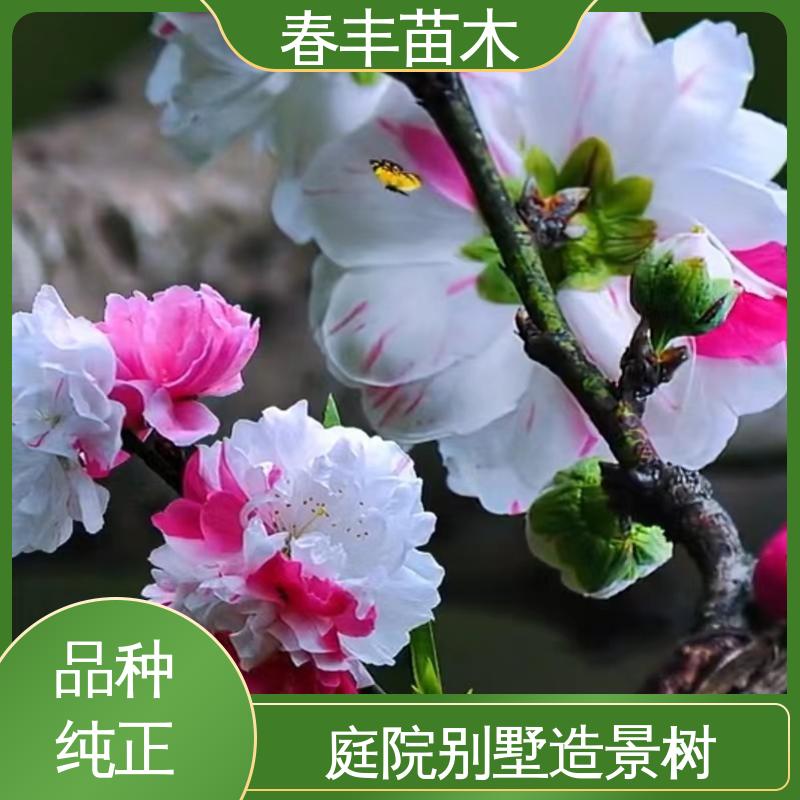 春丰苗木 基地现挖 人面桃5-9公分 花瓣多 花朵大 