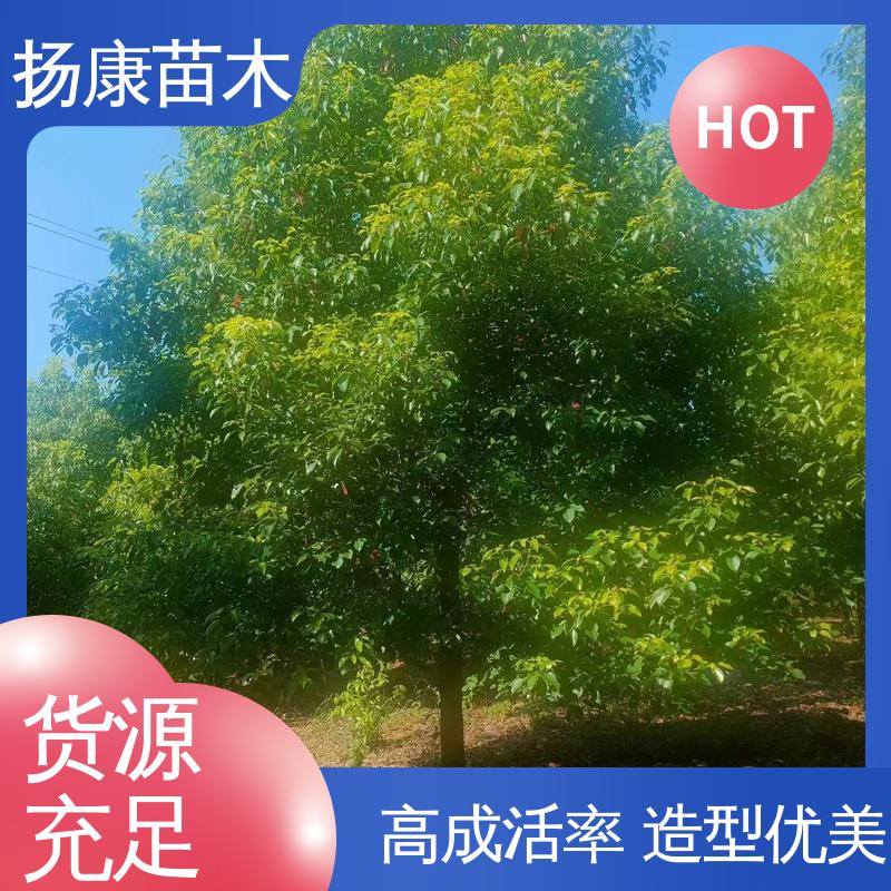扬康苗木 基地供应 截杆移植香樟 城市景观绿化树 观赏价值高