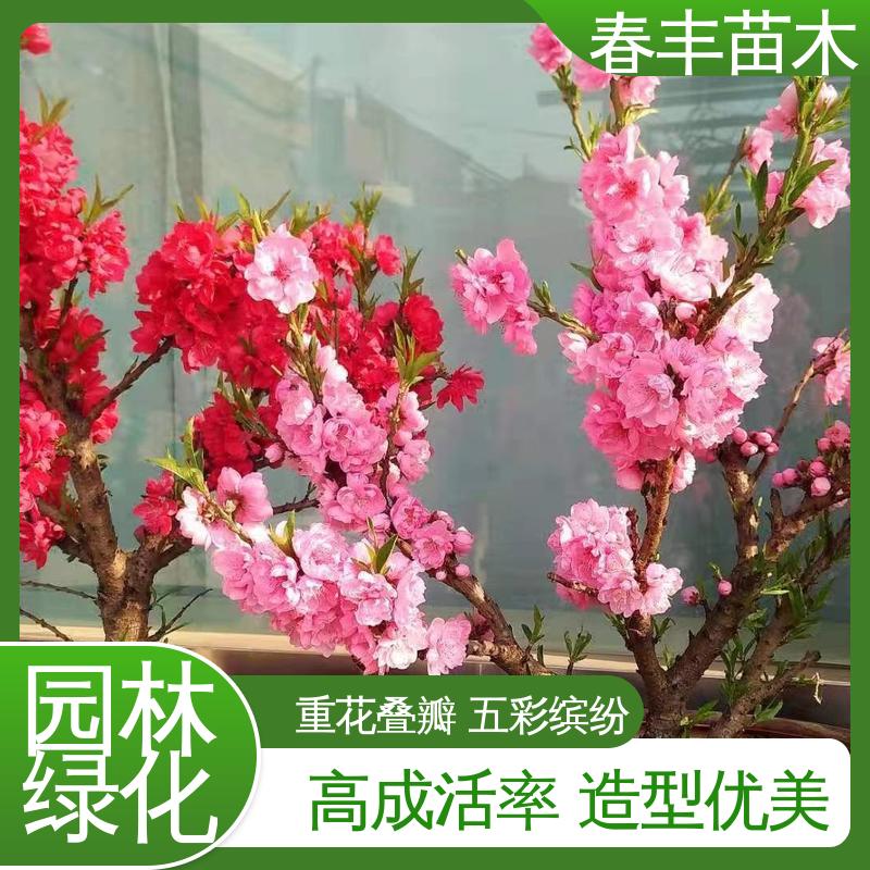 春丰苗木 基地供应 粉花碧桃40元装车 花色艳丽动人