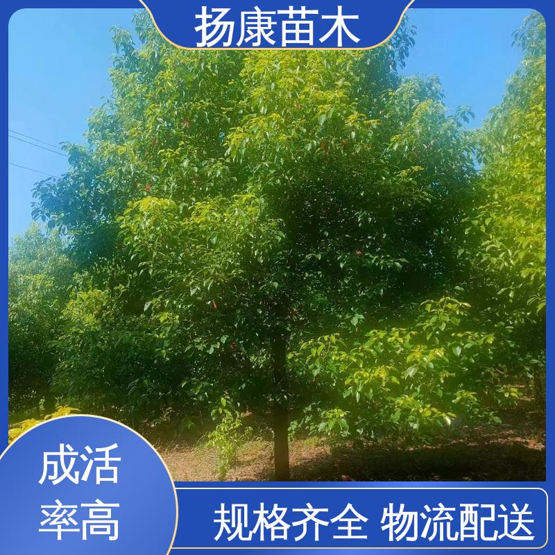 扬康苗木 50公分香樟 绿化工程专用苗 适用性强 规格齐全