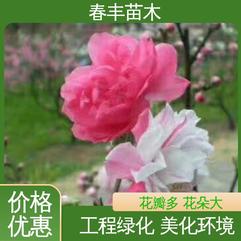春丰苗木 基地现挖 山桃6-8公分 花叶秀丽 易成活