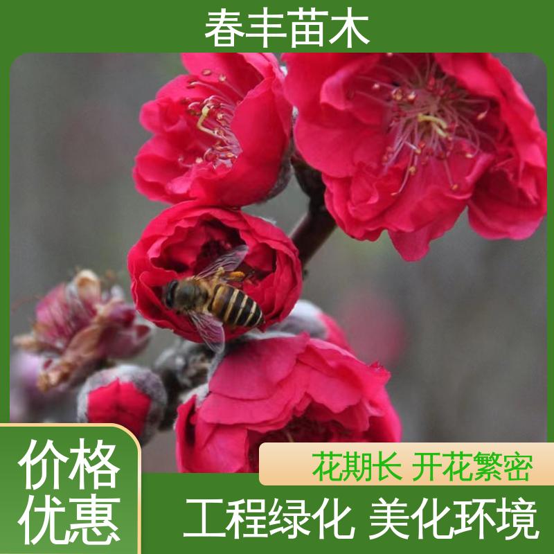 春丰苗木 基地现挖 垂枝花桃6-8公分 包装好 成活率高