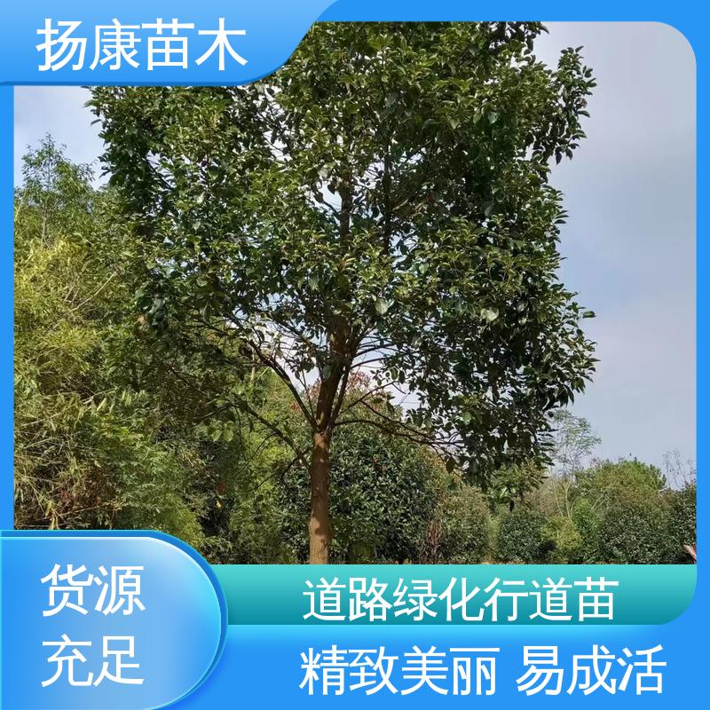 扬康苗木 浙 江乐 昌含笑 园林绿化工程设计 高成活率 规格齐全