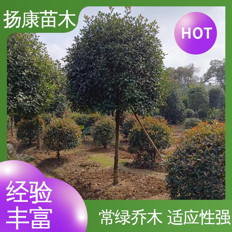 扬康苗木 小楠 园区道路绿化苗 适用性强 规格齐全