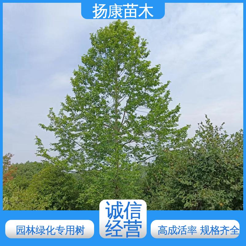 扬康苗木 浙 江乐 昌含笑 园林绿化专用树 高成活率 规格齐全