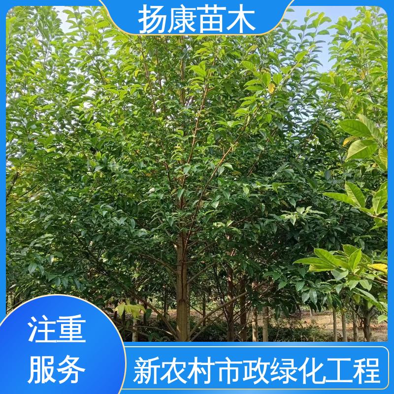 扬康苗木 基地供应 12公分乐 昌含笑 园区道路绿化苗 高端大气美观