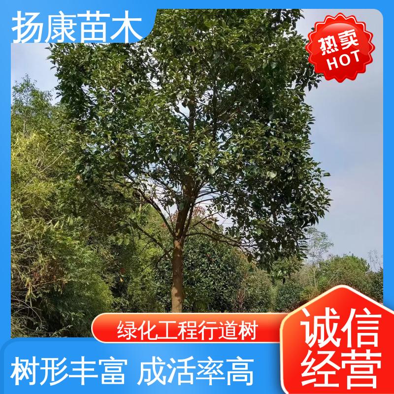 扬康苗木 湖 南 乐 昌含笑 园林庭院造景植物 高成活率 规格齐全