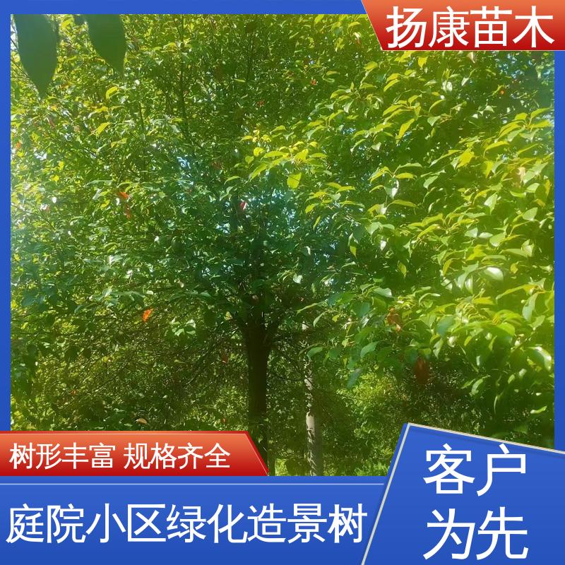 扬康苗木 基地供应 30公分香樟 园林景区栽植 高端大气美观