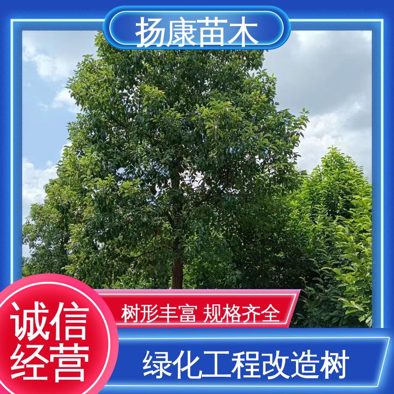 扬康苗木 15公分香樟 绿化工程行道树 树形丰富 成活率高