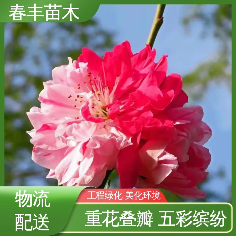 春丰苗木 基地供应 洒红龙柱桃50元上车价 重花叠瓣 效果佳