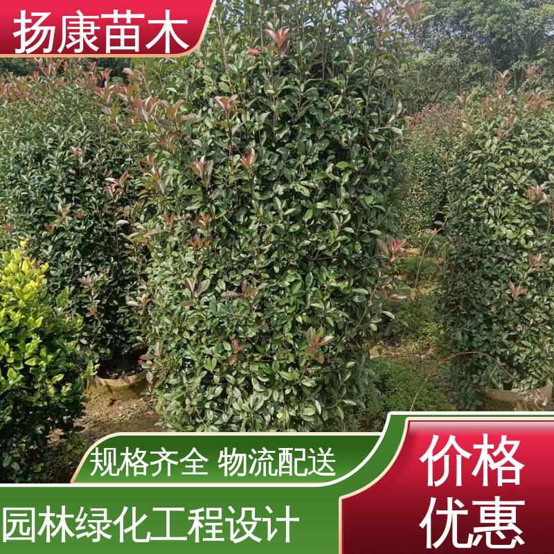 扬康苗木 基地供应 红叶石楠球 绿化工程改造苗 造型优美 易成活