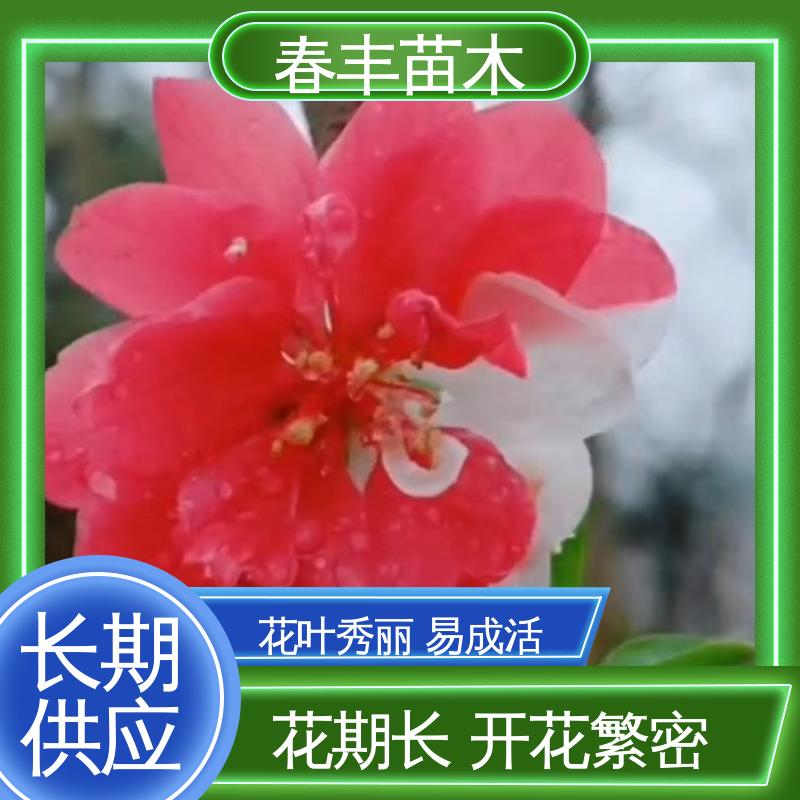 春丰苗木 基地现挖 粉花碧桃40元装车 质量合格 一条龙培育