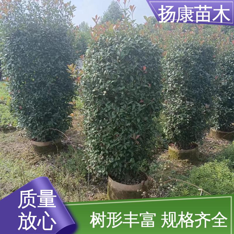 扬康苗木 红叶南栓 庭院小区绿化造景树 环境适应性强