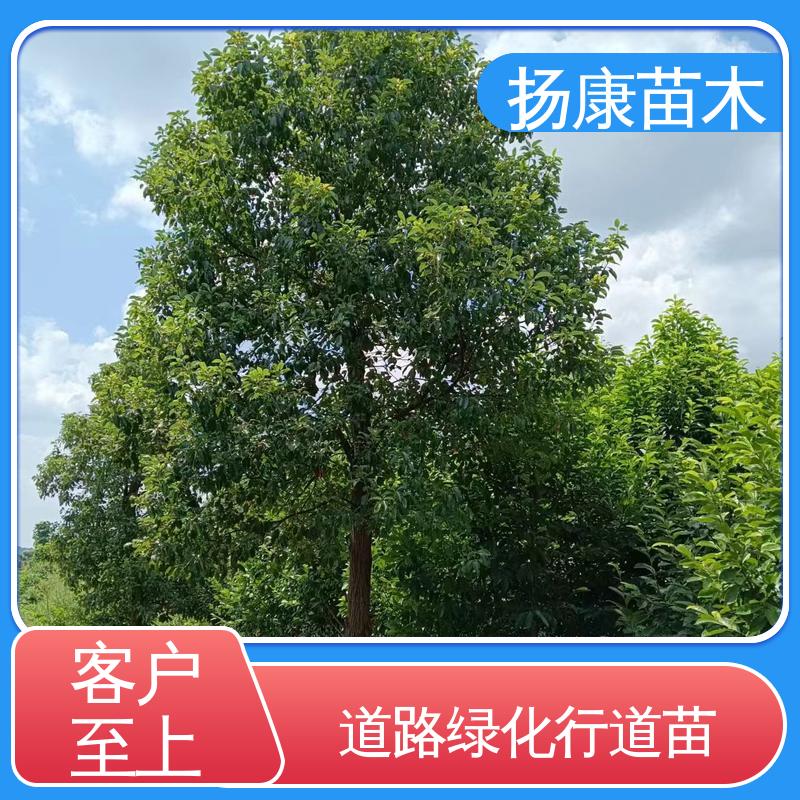 扬康苗木 基地供应 精品乐 昌含笑 园区道路绿化苗 高成活率 规格齐全