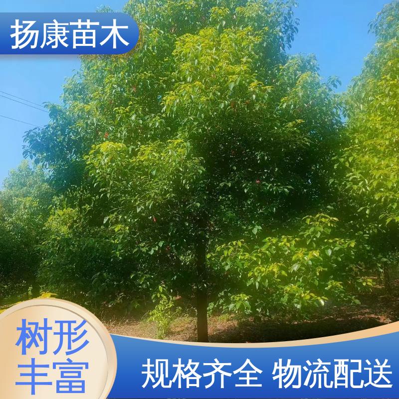 扬康苗木 20公分香樟 绿化工程行道树 观赏价值高