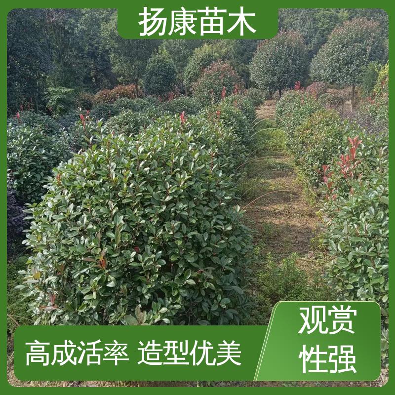 扬康苗木 红叶石楠球 园林绿化专用树 高成活率 规格齐全