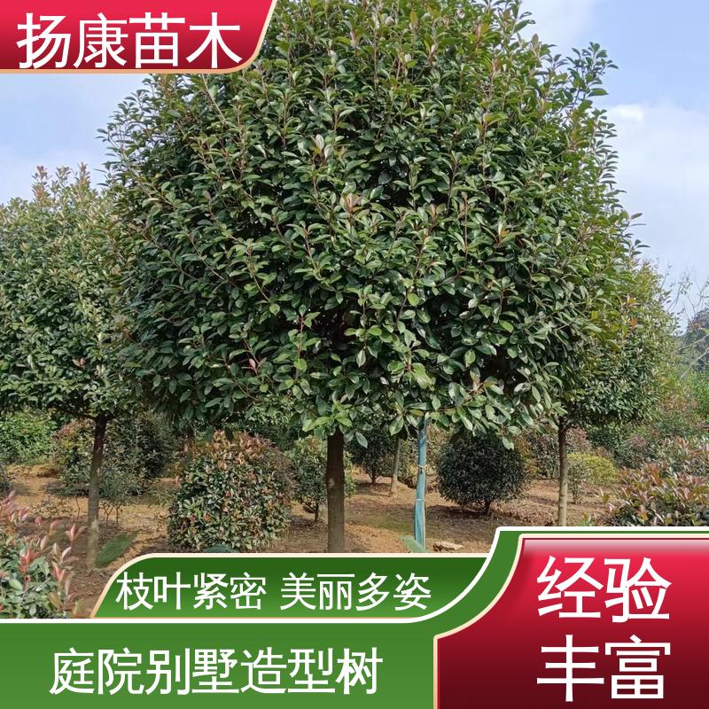 扬康苗木 基地供应 红叶南栓 园林绿化工程设计 精致美丽 易成活