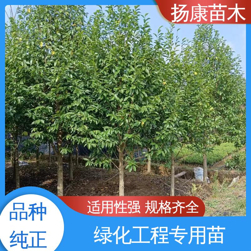 扬康苗木 精品乐 昌含笑 绿化工程行道树 精致美丽 易成活
