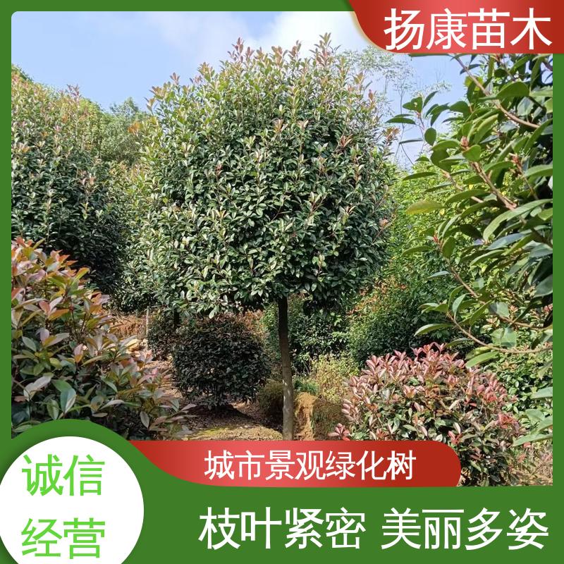 扬康苗木 基地供应 红叶石楠 园林绿化专用树 枝叶紧密 美丽多姿