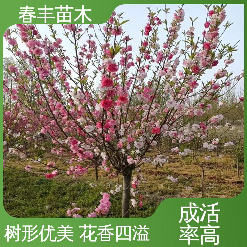 春丰苗木 基地现挖 红菊花桃50元上车价 花色艳丽动人