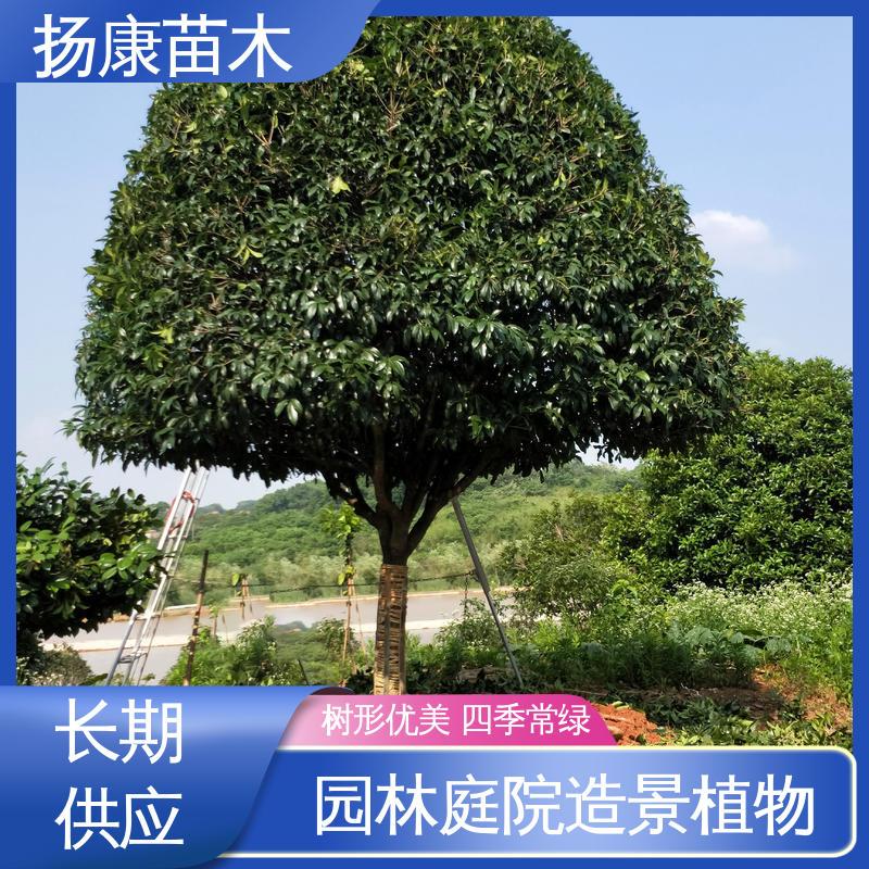 扬康苗木 移植香樟 园区道路绿化苗 高成活率 规格齐全