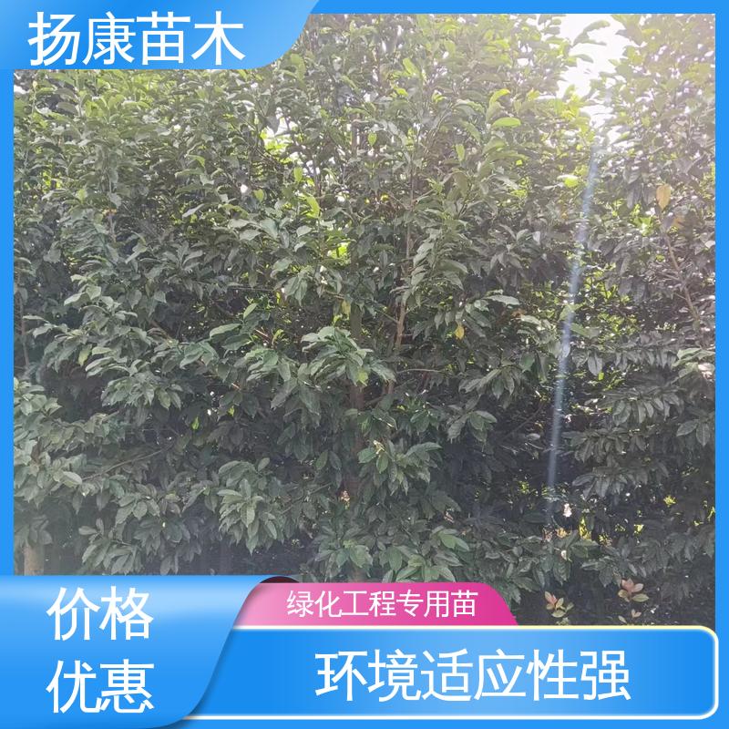 扬康苗木 18公分乐 昌含笑 园林景区栽植 造型优美 易成活