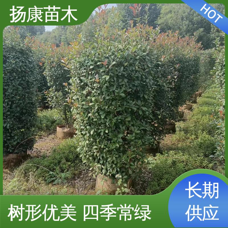 扬康苗木 基地供应 红叶南栓 城市景观绿化树 高成活率 规格齐全