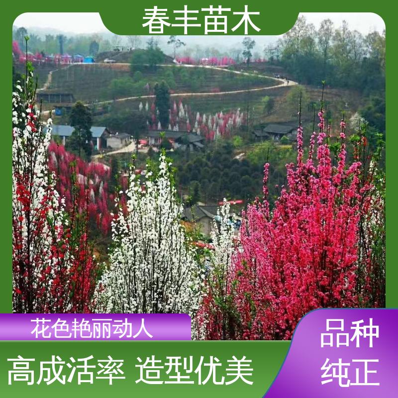 春丰苗木 基地供应 山桃树30元打土球上车 成活率高 适应性强