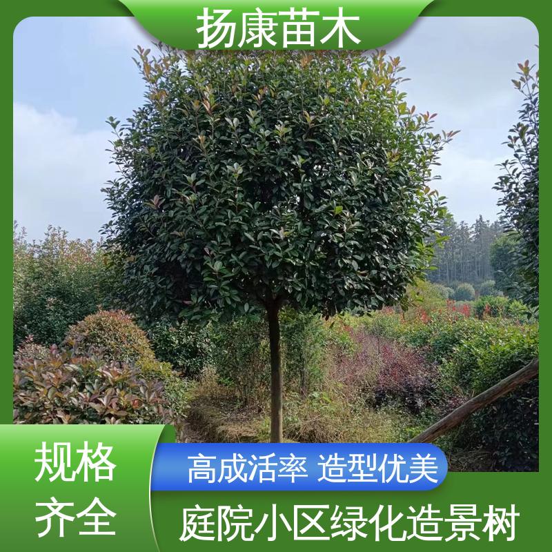 扬康苗木 小楠 庭院小区绿化造景树 环境适应性强