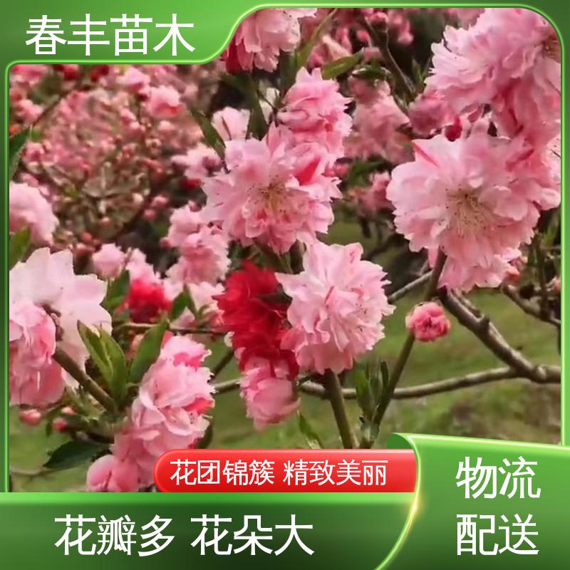 春丰苗木 基地供应 碧桃树30元打土球上车 颜色鲜艳 花色多样