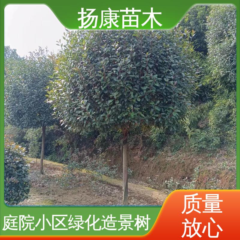 扬康苗木 红叶石楠树 园林景区栽植 观赏价值高