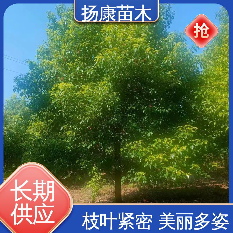 扬康苗木 18公分香樟 庭院小区绿化造景树 造型优美 易成活