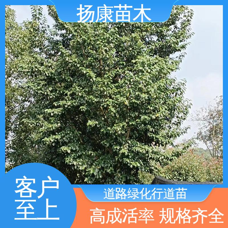 扬康苗木 乐 昌含笑 园林绿化工程设计 高成活率 规格齐全