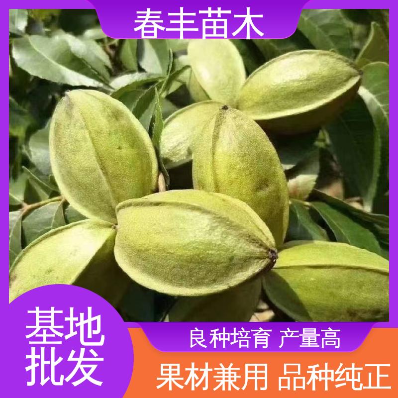 春丰苗木 碧根果袋装苗1-3年 多品种 盆栽地栽 效果佳