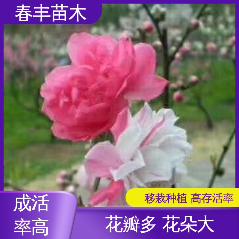 春丰苗木 观赏桃苗生产 庭院别墅造景树 花团锦簇 精致美丽
