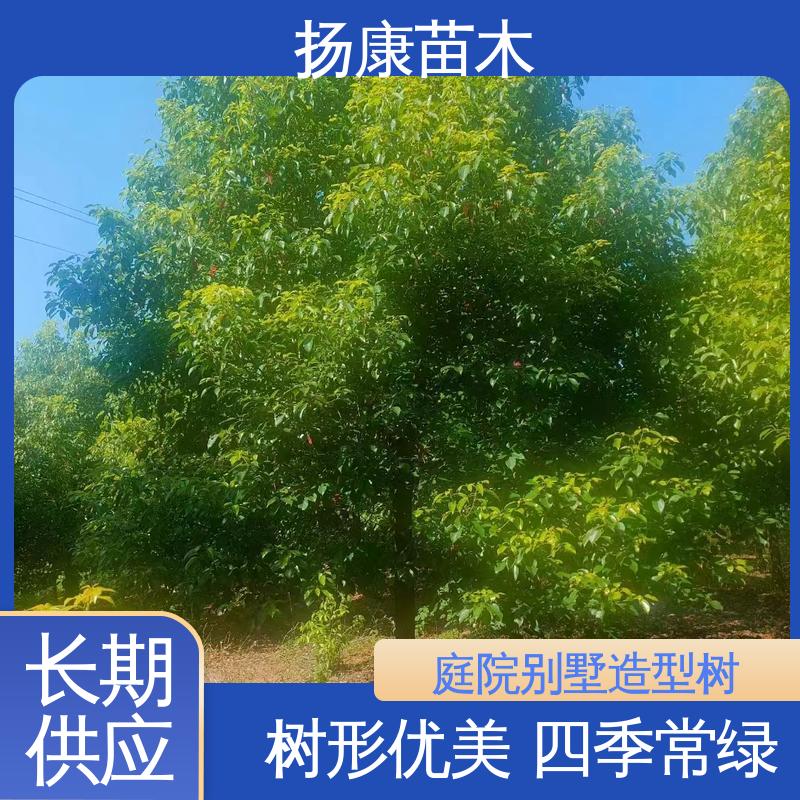 扬康苗木 基地供应 20公分香樟 道路绿化行道苗 适用性强 规格齐全