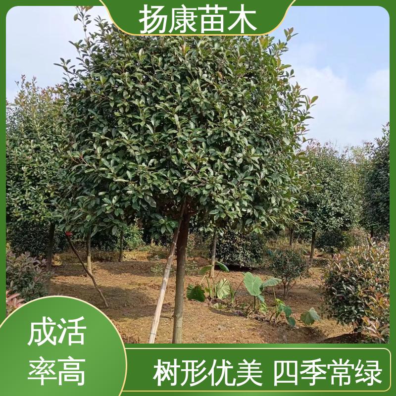 扬康苗木 基地供应 红叶石楠球 园林绿化专用树 观赏价值高