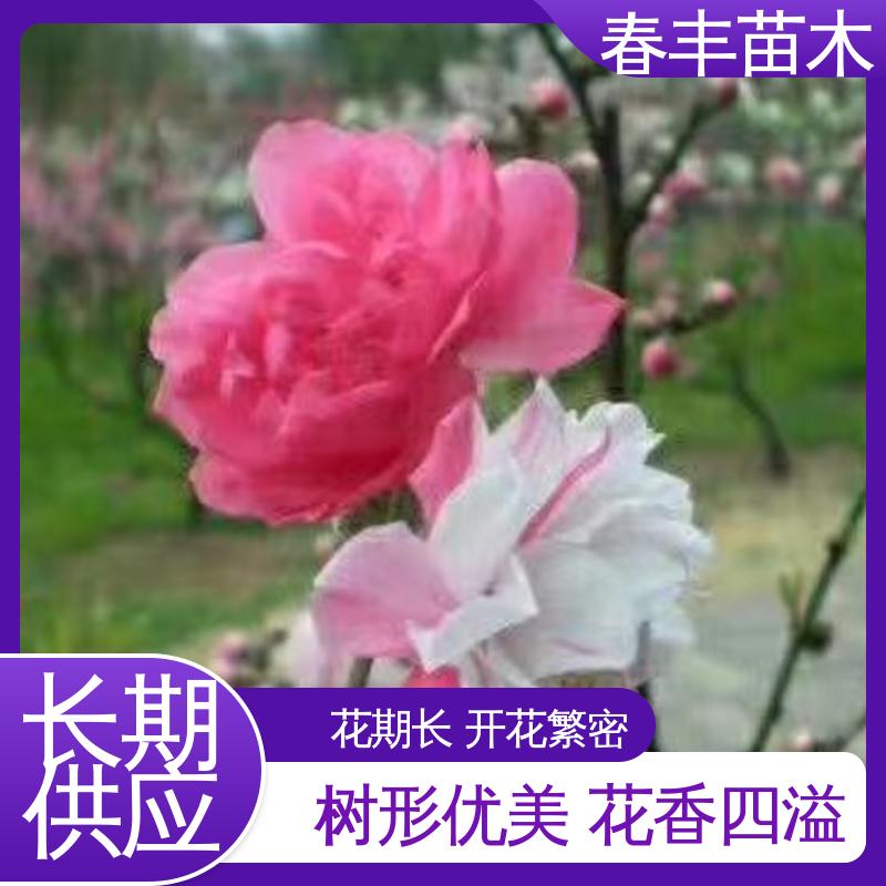春丰苗木 观赏桃花批发零售 园林庭院造景植物 花瓣多 花朵大 效果佳