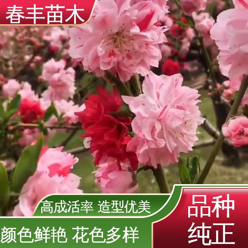 春丰苗木 基地现挖 菊花碧桃30元打土球上车 重花叠瓣 效果佳